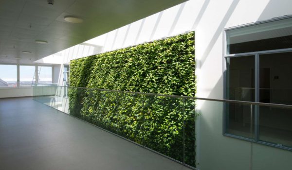 Grüne wand, grüne wände, Pflanzen wasserwand Grüne Wand wichtiger Bestandteil der Innenarchitektur